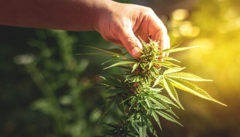indica